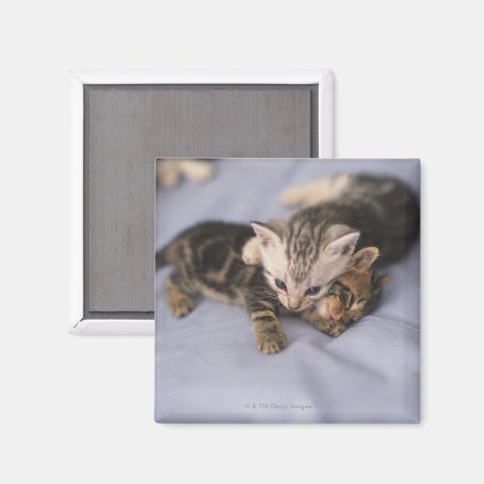 Zwei Kätzchen Magnet (Vorderseite/Rückseite)