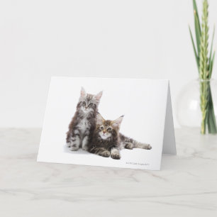 Zwei Kätzchen Maine-Münzkatze Karte