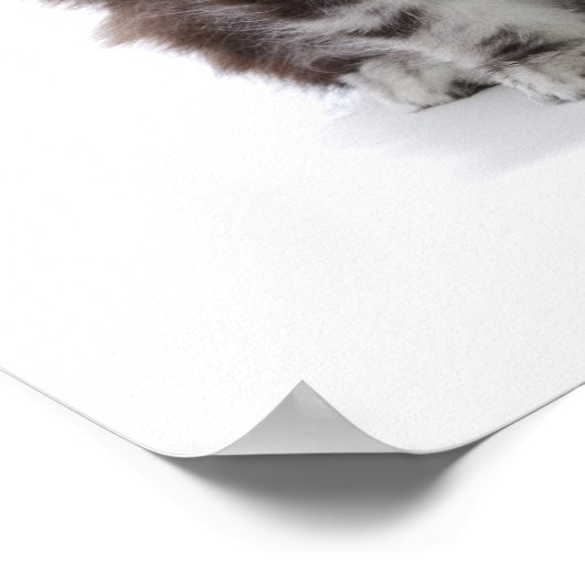 Zwei Kätzchen Maine-Münzkatze Poster (Ecke)