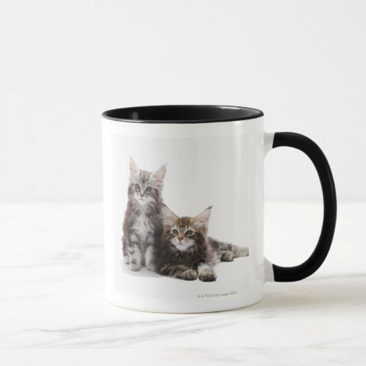 Zwei Kätzchen Maine-Waschbärkatze Tasse (Rechts)