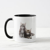 Zwei Kätzchen Maine-Waschbärkatze Tasse (Links)