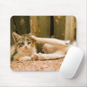 Zwei Kätzchen, Marokko Mousepad (Mit Mouse)