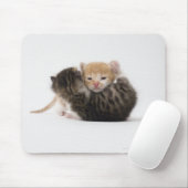 Zwei Kätzchen mit weißem Hintergrund Mousepad (Mit Mouse)