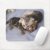 Zwei Kätzchen Mousepad (Mit Mouse)