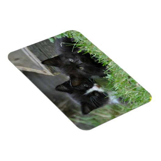 Zwei Kätzchen nebeneinander Magnet (Rechte Seite)