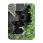 Zwei Kätzchen nebeneinander Magnet (Vertikal)