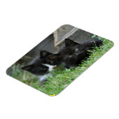 Zwei Kätzchen nebeneinander Magnet (Linke Seite)