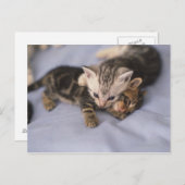 Zwei Kätzchen Postkarte (Vorne/Hinten)