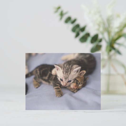 Zwei Kätzchen Postkarte (Stehend Vorderseite)