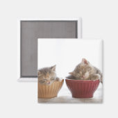 Zwei Kätzchen schlafen in Bowls Magnet (Vorderseite/Rückseite)