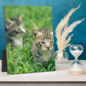 Zwei Kätzchen spielen im Gras Fotoplatte (Seite)