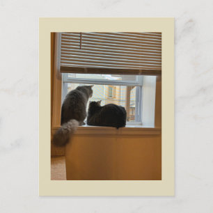 Zwei Katzen auf der Windows-Postkarte Postkarte