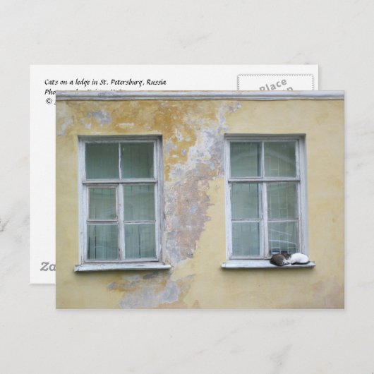Zwei Katzen auf einem Kamm in St. Petersburg, Russ Postkarte (Vorne/Hinten)