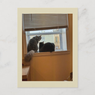 Zwei Katzen auf Fenster Postkarte