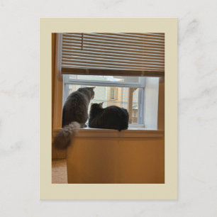 Zwei Katzen auf Fenster Postkarte