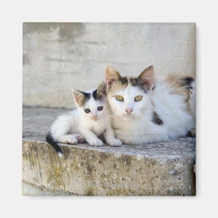Zwei Katzen auf Steinschritten Magnet