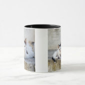 Zwei Katzen auf Steinschritten Tasse (Zentrum)