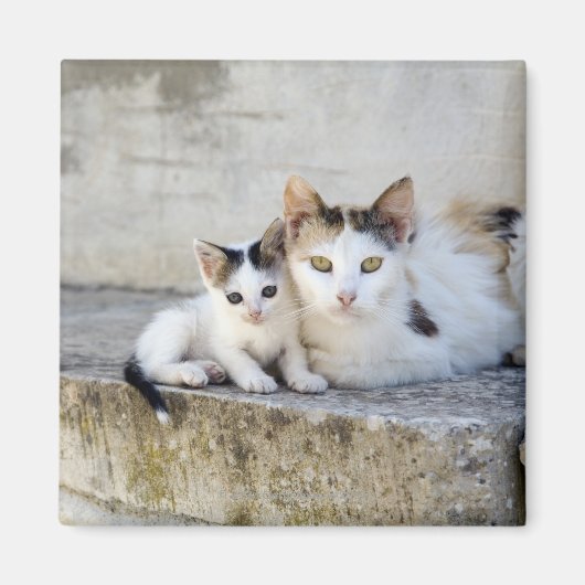 Zwei Katzen auf Steintreppen Magnet (Vorne)