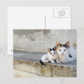 Zwei Katzen auf Steintreppen Postkarte (Vorne/Hinten)