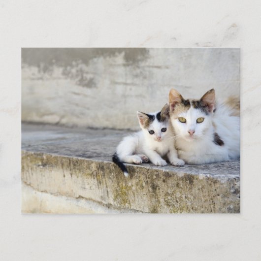 Zwei Katzen auf Steintreppen Postkarte (Vorderseite)