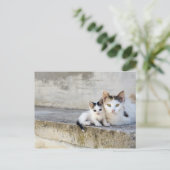 Zwei Katzen auf Steintreppen Postkarte (Stehend Vorderseite)