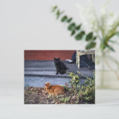 Zwei Katzen im Garten Postkarte (Stehend Vorderseite)