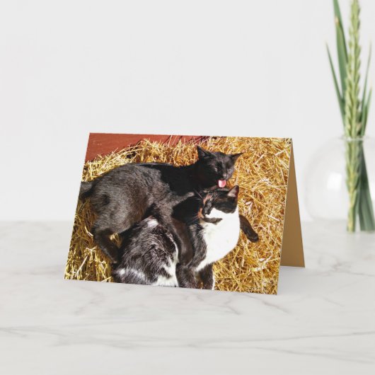 Zwei Katzen in der Liebe Grußkarte Karte (Vorderseite)