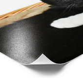 Zwei Katzen in Liebe Foto (Ecke)