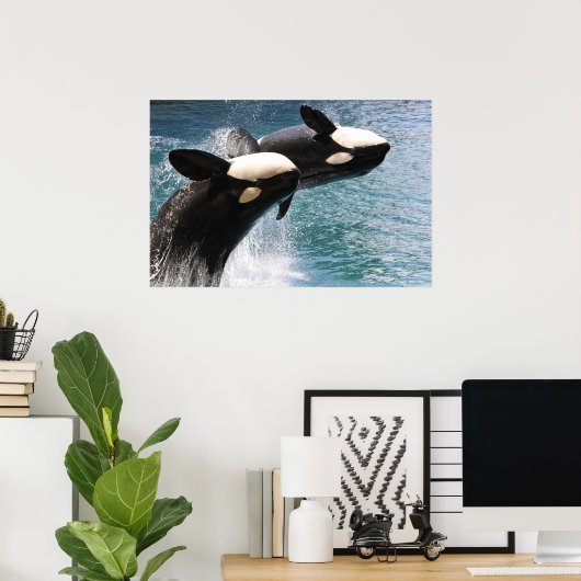 Zwei Killerwale springen aus dem Wasser Poster (Heimbüro)
