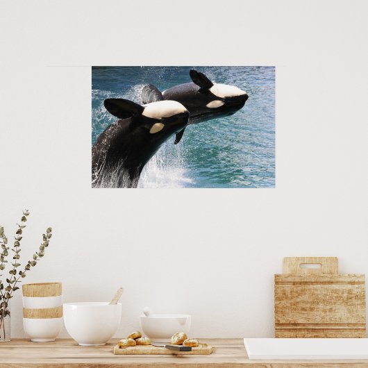 Zwei Killerwale springen aus dem Wasser Poster (Küche)