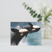 Zwei Killerwale springen aus dem Wasser Postkarte (Stehend Vorderseite)