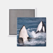 Zwei Killwale Magnet (Vorderseite/Rückseite)