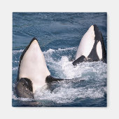 Zwei Killwale Magnet (Vorne)