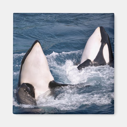 Zwei Killwale Magnet (Vorne)