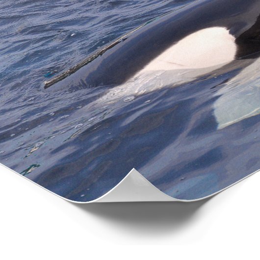 Zwei Killwale Poster (Ecke)