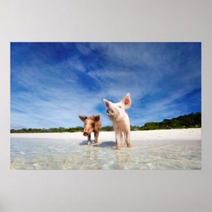Zwei kleine Ferkel Poster