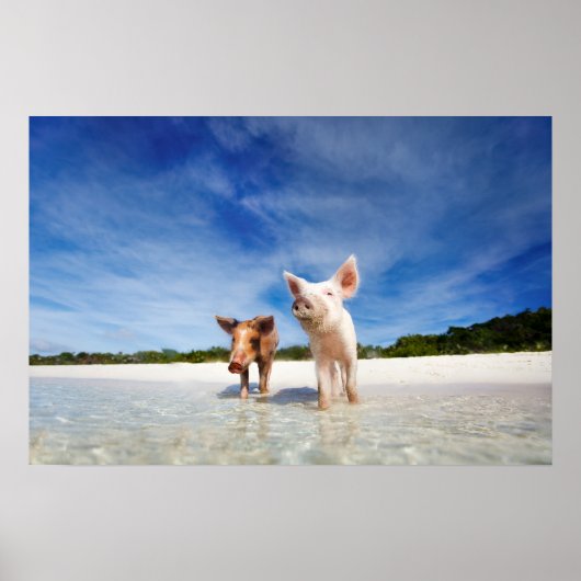 Zwei kleine Ferkel Poster (Vorne)