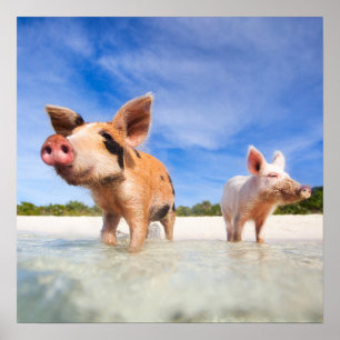 Zwei kleine Ferkel Poster
