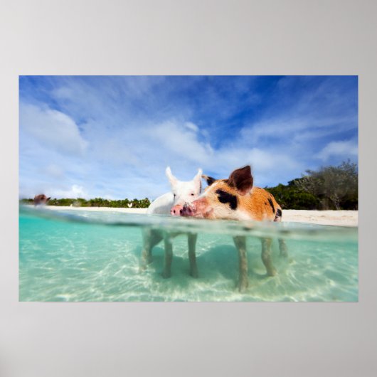 Zwei kleine Ferkel Poster (Vorne)