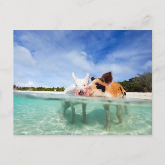 Zwei kleine Ferkel Postkarte (Vorderseite)