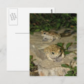 Zwei kleine Kröten - grüner Froschdruck Postkarte (Vorne/Hinten)