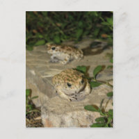 Zwei kleine Kröten - grüner Froschdruck