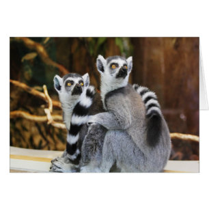 Zwei kleine Lemurs