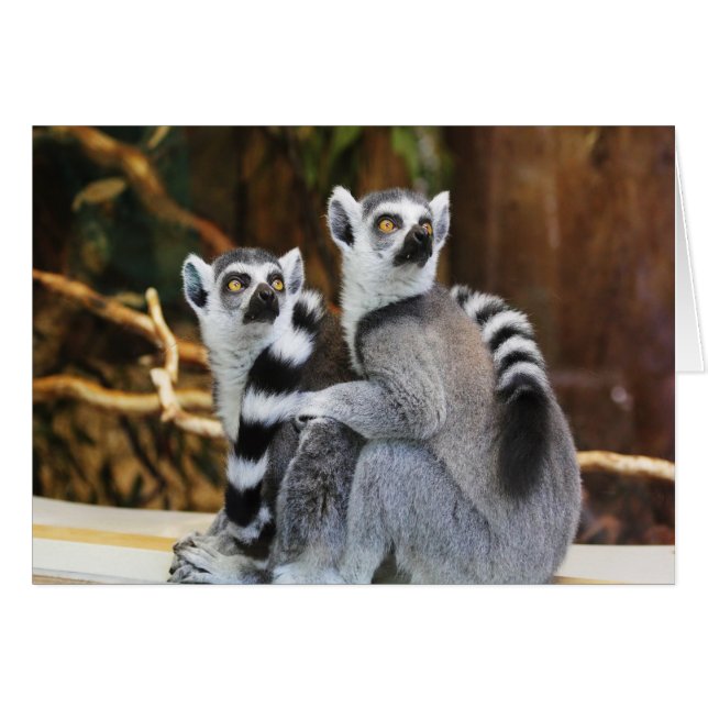 Zwei kleine Lemurs (Vorderseite (Horizontal))