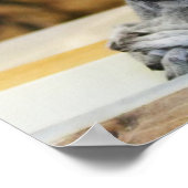 Zwei kleine Lemurs Poster (Ecke)