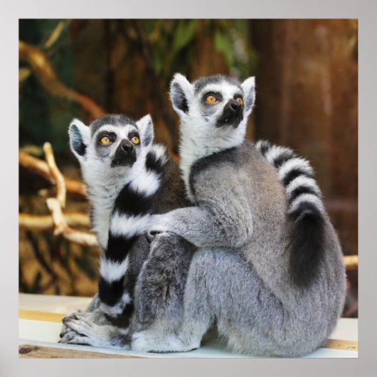 Zwei kleine Lemurs Poster (Vorne)