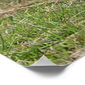 Zwei kleine Pekingese Poster (Ecke)