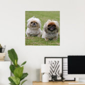 Zwei kleine Pekingese Poster (Heimbüro)
