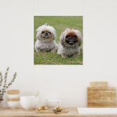 Zwei kleine Pekingese Poster (Küche)