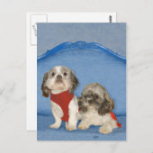 Zwei kleine Shih Tzu Rescue Doggies Postkarte (Vorne/Hinten)